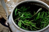 Uống nước đinh lăng nên dùng lá khô hay tươi mới tốt?