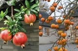 Vì sao người xưa nói “phía Đông trồng lựu là vàng, phía Tây trồng hồng là bạc”? Ngày nay thì sao?