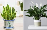 7 cây cảnh là 'bảo vật' đối với người mệnh Thủy, đặt 1 cây trong nhà để tăng vượng khí, tiền vào như nước