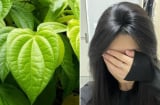 Cách gội đầu bằng nước lá trầu không giúp giảm rụng tóc, tóc con mọc lên không ngừng
