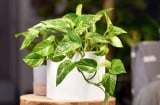 Cây trầu là 'thần hộ mệnh' của người tuổi này: Chỉ cần trồng một chậu là hút hết tiền tài về tay