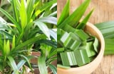 Công dụng của cây lá dứa (lá nếp) – Thơm ngon, dễ dùng, tốt cho sức khỏe