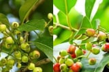 Công dụng của lá vối và lưu ý khi dùng kẻo gây hại