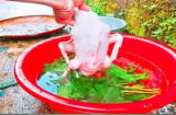 Thả nắm lá này vào vặt lông vịt: Sạch cả lông măng, vịt hết sạch mùi hôi thơm ngon cực phẩm