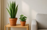 Cứ trồng 3 loại cây này trước nhà, tiền vào như nước, khí xấu tự lùi
