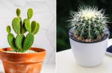 Đặt 3 loại cây này trong phòng ngủ, tiền bạc thất thoát, làm mãi không giàu