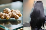 Gội đầu bằng nước gừng nấu với loại lá này, tóc giảm rụng, tóc con mọc ngày càng nhiều