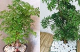 Trồng cây đinh lăng ở vị trí nào tốt cho phong thủy? 4 tuổi nady rất hợp trồng cây đinh lăng?