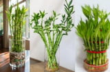 Trồng cây phát tài phát lộc rước may mắn giàu sang nhưng cần chú ý những điều này kẻo phạm phong thủy