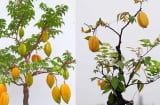 Vì sao người xưa nói trồng cây khế nhỏ thôi cũng mang lại may mắn, giàu sang, sức khỏe và xinh đẹp?