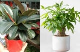 4 loại cây phong thủy nên đặt trong phòng khách: 10 nhà thì 9 nhà giàu, trồng 1 chậu để gia đình thịnh vượng