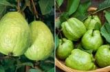 Cách chọn ổi giòn ngọt, nên lấy quả trơn nhẵn hay sần sùi?