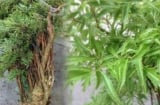 Cây đinh lăng - ‘thần giữ của’ phong thủy: Trồng đúng vị trí để hút tài lộc cho gia chủ