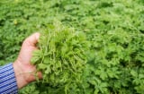 Uống nước Lá Mướp Đắng giúp thanh nhiệt, giải độc, làm sáng mắt