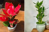 4 loại cây phát tài nên đặt lên bàn thờ, tổ tiên phù hộ độ trì, gia đạo hưng thịnh