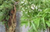Cây đinh lăng - ‘Thần giữ của’: Chuyên gia phong thủy tiết lộ vị trí trồng giúp hút tài lộc