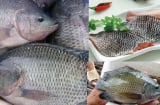 Thực hư thông tin ăn cá rô phi gây độc hại cho cơ thể, chuyên gia lên tiếng