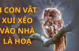 4 loài vật vào nhà là mang vận xui: Phải cẩn thận đề phòng