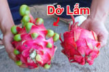 Mua thanh long chọn quả tai ngắn hay tai dài? Biết điểm này chọn 10 quả đều trúng