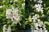 Cây nguyệt quế hoa thơm cảnh đẹp tốt cho phong thủy nhưng người này không nên trồng