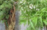 Cây đinh lăng - ‘Thần giữ của’: Vị trí trồng chuẩn phong thủy giúp hút tài lộc, giữ của cải