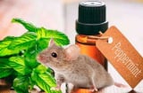 Những mùi hương đuổi chuột an toàn, hiệu quả: Không cần dùng hoá chất độc hại