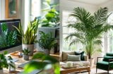 Tổ tiên răn dạy: 3 vị trí trong nhà trồng Cây Xanh, gia đình êm ấm, chiêu tài rước lộc con cháu giàu sang