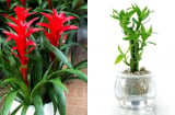 6 loại cây cảnh hút lộc, chỉ cần 1 chậu giúp gia đình luôn thịnh vượng và may mắn