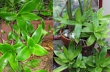 Cây lược vàng: Dễ trồng, vừa làm cảnh vừa là vị thuốc quý thanh lọc giải độc và làm đẹp da