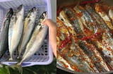 Loại cá “bình dân” mà bổ dưỡng không ngờ, giàu omega-3 hơn cả cá hồi