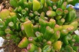 Loại cây cảnh phong thủy tốt hơn 10 chậu trầu bà: Lá như Tỳ Hưu hút lộc, thân giữ của, sống cả trăm năm