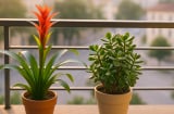Trồng 1 trong 5 loại cây này ở ban công: Cả nhà khỏe mạnh, tiền vào như nước