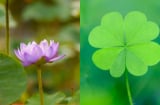 Cuối năm giàu chấn động tam giới: 4 con giáp giữ tâm sáng kiếm tiền nhẹ tênh, phú quý tự tìm đến