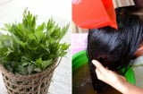 Cách gội đầu bằng nước ngải cứu chống rụng tóc, kích thích tóc con mọc không ngừng