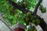 Loại cây phong thủy càng trồng càng hút lộc: Chặt bỏ dễ mất tiền tài và ảnh hưởng gia đạo