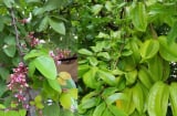 Cách dùng Lá Khế trị mụn làm đẹp da, công dụng bất ngờ