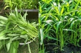 Rau muống ngon phổ biến nhưng ăn theo 3 kiểu này thì gây hại khó lường