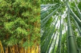 Bất ngờ công dụng của Lá Tre với sức khỏe, tưởng chỉ vứt đi mà lại cực tốt