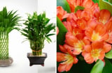 Người giàu thường thích trồng 2 loại cây cảnh 'rẻ tiền' này: Khỏe mạnh, tài lộc, thịnh vượng