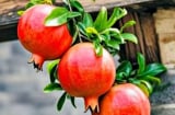 Người xưa dạy: “Đông trồng lựu được vàng, Tây trồng hồng được bạc”, vì sao?