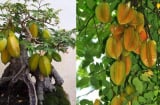 Vì sao nói trồng cây khế trong nhà giúp gia tăng tài lộc và mang lại sức khỏe cho gia chủ