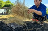 Cả làng ở Nghệ An săn chuột đồng, nghề tay trái kiếm tiền triệu mỗi đêm