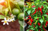 Chanh và ớt là 2 loại cây 'chua cay', vậy tại sao nhiều nhà giàu thích trồng trước cửa?