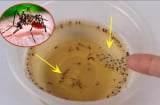 Đặt một bát nước này cạnh giường ngủ, không cần mắc màn, cả đêm không thấy muỗi đâu