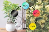 Loại cây hợp cả 5 mệnh, lọc sạch không khí trong nhà