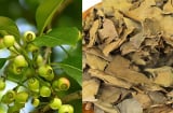 Vì sao các cụ xưa khuyên dùng lá vối khô hơn lá vối tươi? Cách ủ và phơi lá vối khô theo lối xưa