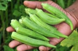 4 loại rau quý ngang nhân sâm bác sĩ khuyên ăn nhiều, chợ Việt chỉ cần 10k đủ 4 người ăn