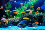 4 mẹo phong thủy hút tài lộc từ cách bài trí bên trong căn nhà