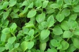 5 loại rau thơm quen thuộc được Bộ y tế công nhận là cây thuốc tốt