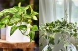 6 loại cây cảnh ‘thần kỳ’ hút ẩm, xua nấm mốc, nhà lúc nào cũng khô thoáng
